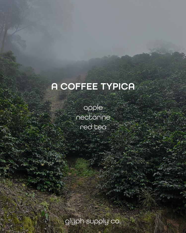 A Coffee Typica Colombia