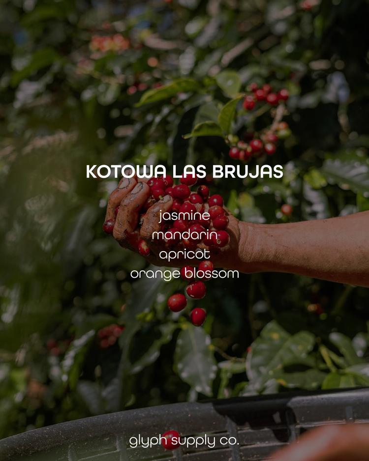 Kotowa Las Brujas Panama