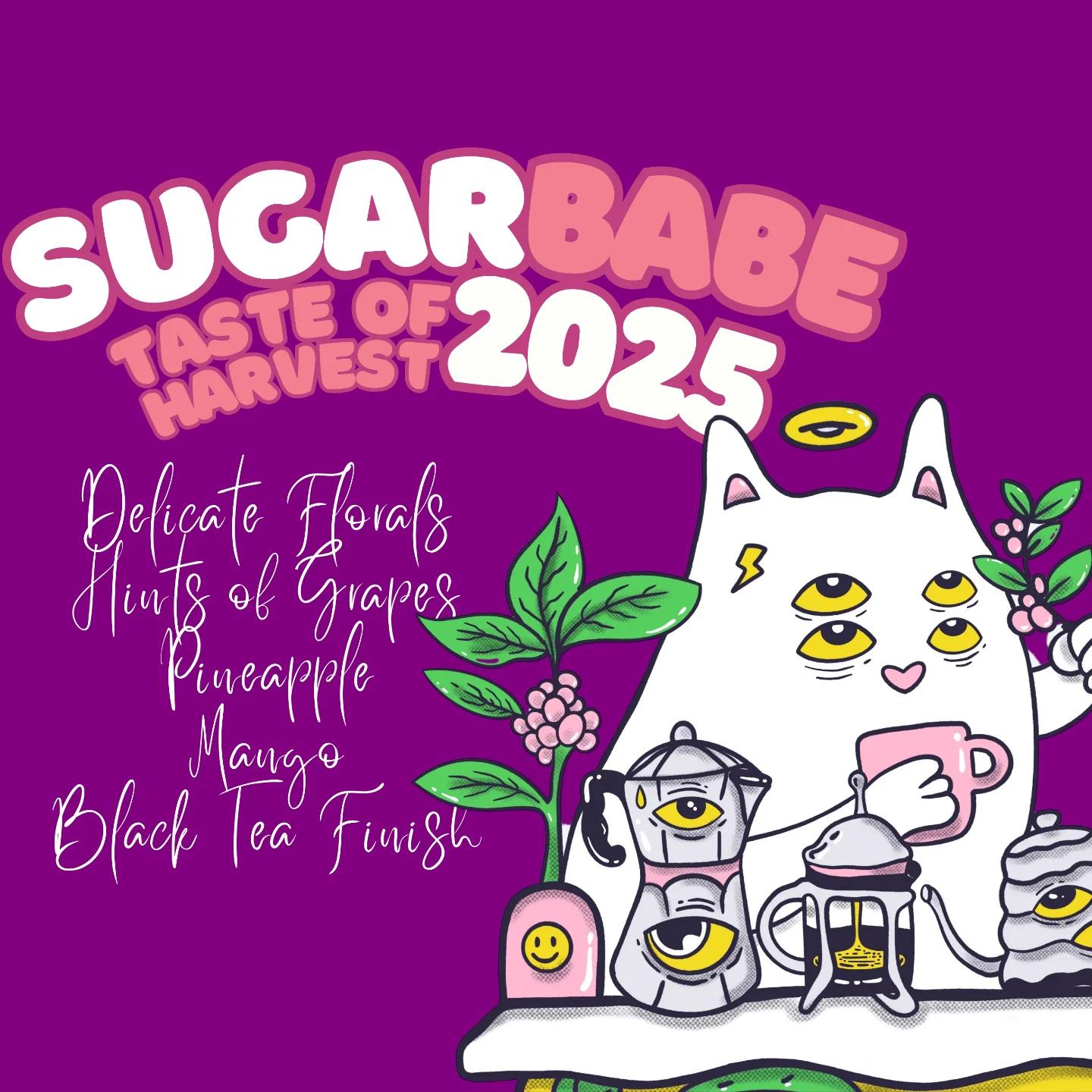 Sugar Babe Taste of Harvest 2025