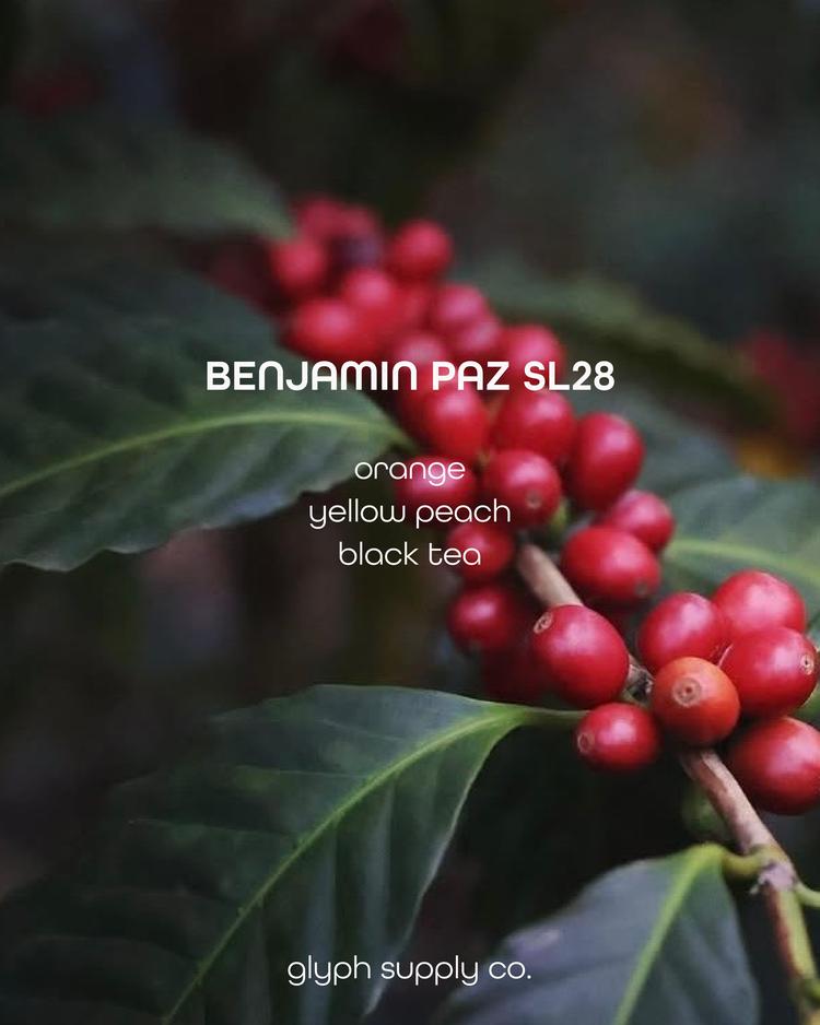 Benjamin Paz SL28 Honduras (Espresso)